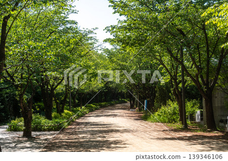 Seoul, South Korea - Apr. 24, 2026 : Sunny Path Through Lush Green Trees in Seoul Forest Park, South Korea Seoul, South Korea - Apr. 24, 2026 : Sunny Path Through Lush Green Trees in Seoul Forest Park, South Korea 139346106