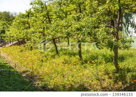 Seoul, South Korea - Apr. 24, 2026 : Sunny Path Through Lush Green Trees in Seoul Forest Park, South Korea Seoul, South Korea - Apr. 24, 2026 : Sunny Path Through Lush Green Trees in Seoul Forest Park, South Korea 139346133