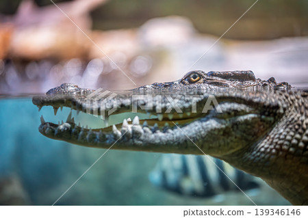 Siamese crocodile, Crocodylus siamensis, with detailed head above and below water, sharp teeth Siamese crocodile, Crocodylus siamensis, with detailed head above and below water, sharp teeth 139346146