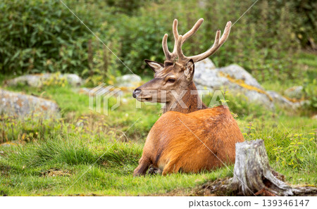 Majestic red deer stag resting in green meadow. Majestic red deer stag resting in green meadow. 139346147