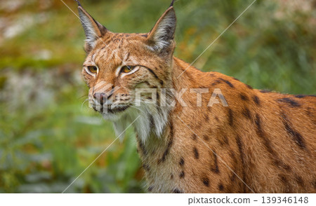 The Eurasian lynx (Lynx lynx) in the forest. The Eurasian lynx (Lynx lynx) in the forest. 139346148