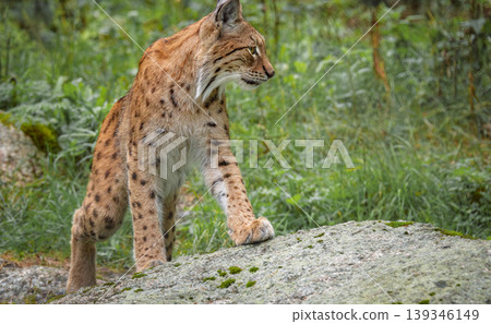 The Eurasian lynx (Lynx lynx) in the forest. The Eurasian lynx (Lynx lynx) in the forest. 139346149