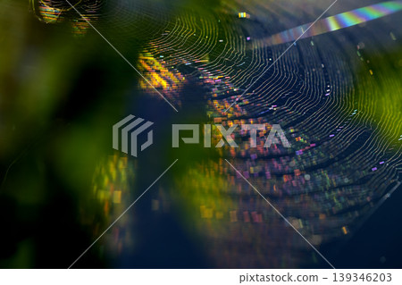 Rainbow-colored spider web 139346203