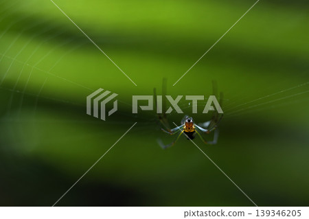 Leucauge bluff 139346205