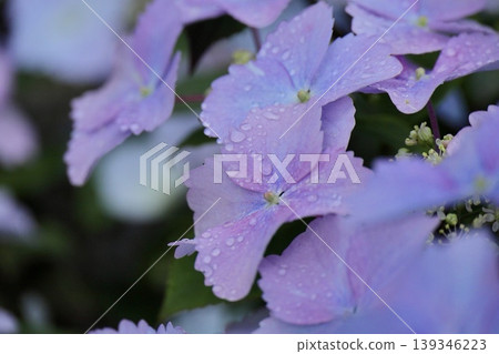 Hydrangea flowers wet in the rain Hydrangea flowers wet in the rain 139346223
