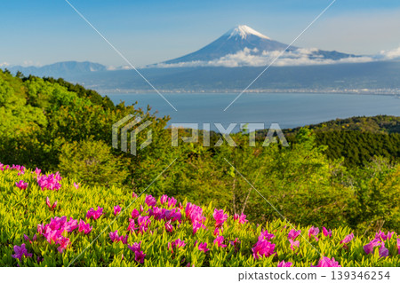 (靜岡縣)從達摩山高原看到的富士山杜鵑花盛開 (靜岡縣)從達摩山高原看到的富士山杜鵑花盛開 139346254