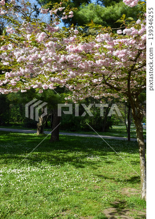 A Japanese cherry blossom tree displays vibrant pink flowers in a lush green park. The scene features a grassy area with dappled sunlight filtering through the leaves. Spring travel concept A Japanese cherry blossom tree displays vibrant pink flowers in a lush green park. The scene features a grassy area with dappled sunlight filtering through the leaves. Spring travel concept 139346255