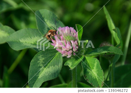 一隻蜜蜂停在蓮花上。 一隻蜜蜂停在蓮花上。 139346272