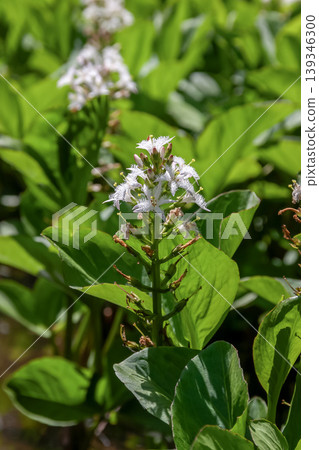 三葉水芹（Menyanthes trifoliata）生長於濕地和淺水中，開白花。 139346300