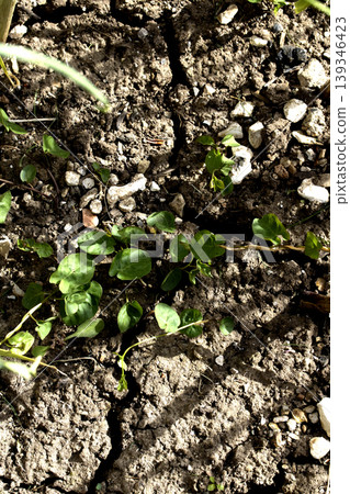 Dried, cracked earth and green grass vegetation trying to growconcept of Climate change impact Dried, cracked earth and green grass vegetation trying to growconcept of Climate change impact 139346423