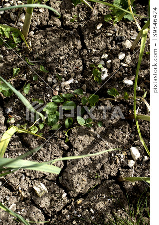 Dried, cracked earth and green grass vegetation trying to growconcept of Climate change impact Dried, cracked earth and green grass vegetation trying to growconcept of Climate change impact 139346424