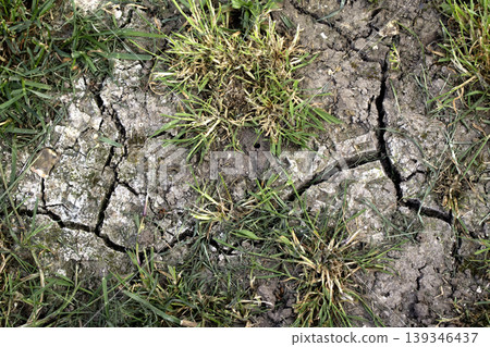 Dried, cracked earth and green grass vegetation trying to growconcept of Climate change impact Dried, cracked earth and green grass vegetation trying to growconcept of Climate change impact 139346437