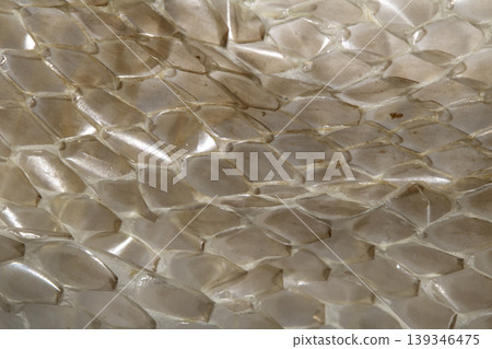 Close up of shedded snake skin snakeskin textured reptile background Close up of shedded snake skin snakeskin textured reptile background 139346475