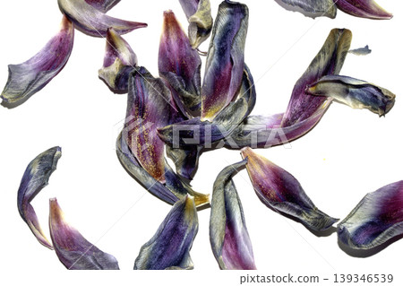 Close up of purple blue dried out tulip flower petals on white background Close up of purple blue dried out tulip flower petals on white background 139346539