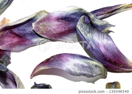 Close up of purple blue dried out tulip flower petals on white background Close up of purple blue dried out tulip flower petals on white background 139346540