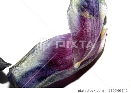 Close up of purple blue dried out tulip flower petals on white background Close up of purple blue dried out tulip flower petals on white background 139346541