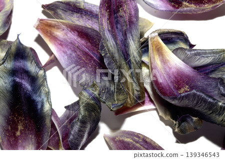 Close up of purple blue dried out tulip flower petals on white background Close up of purple blue dried out tulip flower petals on white background 139346543