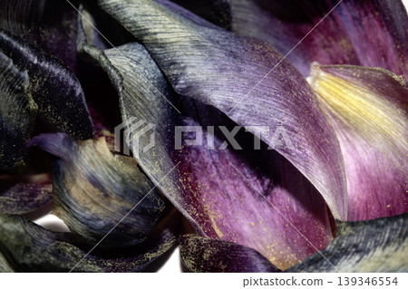 Close up of purple blue dried out tulip flower petals on white background Close up of purple blue dried out tulip flower petals on white background 139346554