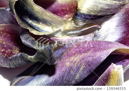 Close up of purple blue dried out tulip flower petals on white background Close up of purple blue dried out tulip flower petals on white background 139346555