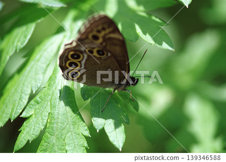 一隻蝴蝶（Meimuna opalifera）停在葉子上 139346588