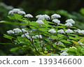 White mountain hydrangeas in bloom 139346600