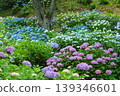 Colorful hydrangeas in full bloom 139346601