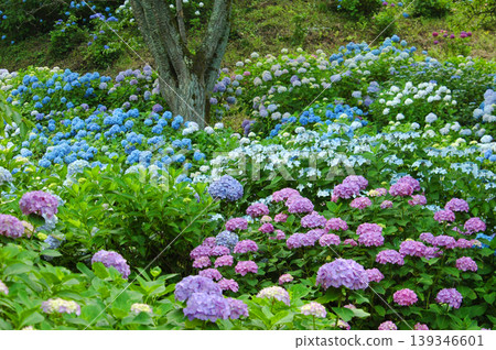 Colorful hydrangeas in full bloom Colorful hydrangeas in full bloom 139346601