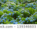Blue hydrangeas blooming in a mountain park 139346603