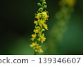 The yellow flowers of the goldenrod are in bloom. 139346607