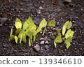 A flock of striped yellow butterflies drinking water from the ground. 139346610