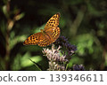 A fritillary butterfly perched on a flower blooming in the summer highlands. 139346611