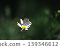 Pale grass blue perching on white flowers 139346612