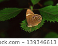 Janome butterfly sticking to the leaves 139346613