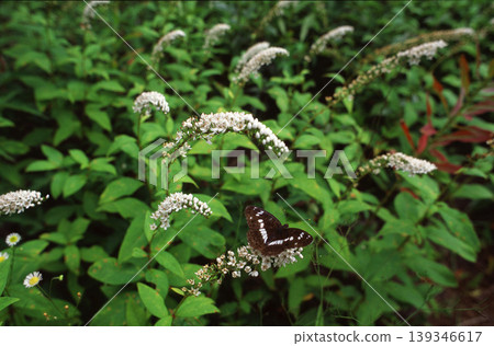 A Common Blue butterfly arrives in a field where Lysimachia japonica flowers are blooming. A Common Blue butterfly arrives in a field where Lysimachia japonica flowers are blooming. 139346617