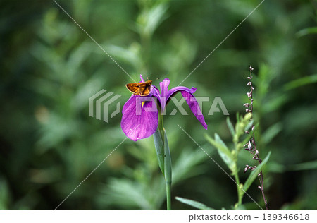 A skipper butterfly perched on an iris flower. A skipper butterfly perched on an iris flower. 139346618