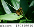 Erebia nigricans resting on a leaf 139346619