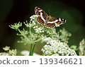 A butterfly (Calopteryx japonica) sipping nectar from a mountain hydrangea flower. 139346621