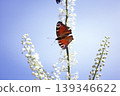 A peacock butterfly sipping nectar from a white flower against a blue sky. 139346622