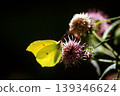 A striped mountain butterfly perched on a thistle flower. 139346624