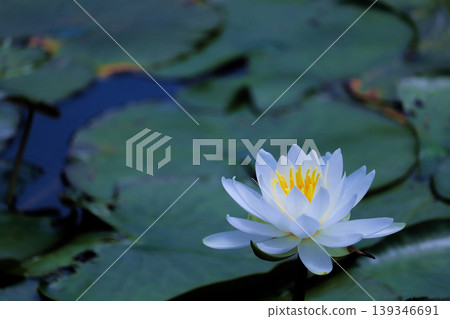 A single water lily blooms against a backdrop of blurred leaves spread across the surface of the pond. 139346691