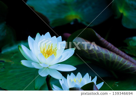 Water lilies beginning to bloom and tubular young leaves Water lilies beginning to bloom and tubular young leaves 139346694