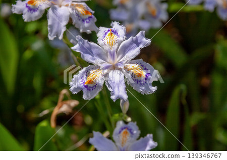 鳶尾花，花瓣上有深紫色和黃色的圖案[鳶尾科] 139346767