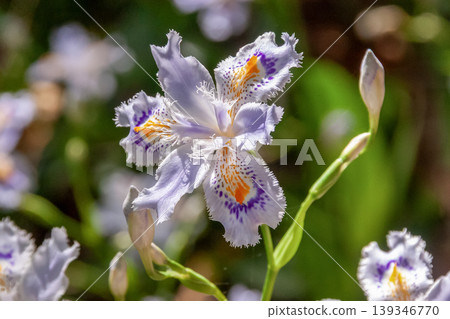 鳶尾花，花瓣上有深紫色和黃色的圖案[鳶尾科] 139346770