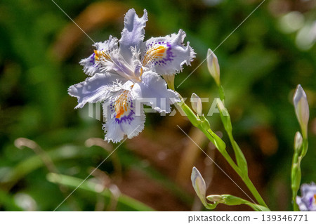 鳶尾花，花瓣上有深紫色和黃色的圖案[鳶尾科] 139346771