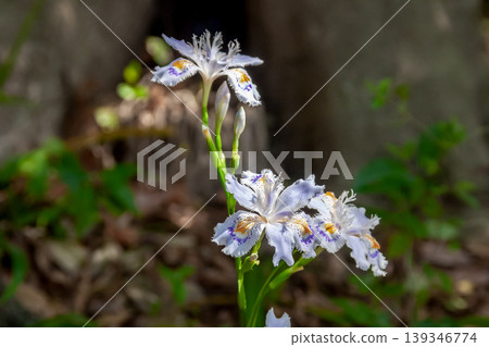 鳶尾花，花瓣上有深紫色和黃色的圖案[鳶尾科] 139346774