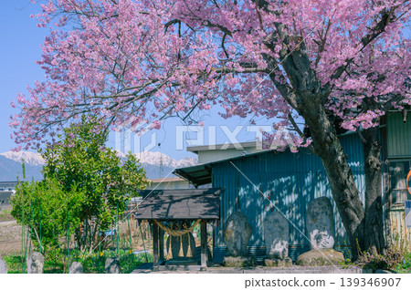[Spring in Azumino] Stone statues beneath the cherry blossoms [Ikeda Town, Kitaazumi District] 139346907