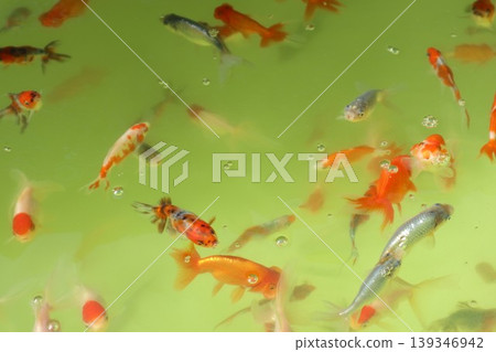 Goldfish   139346942