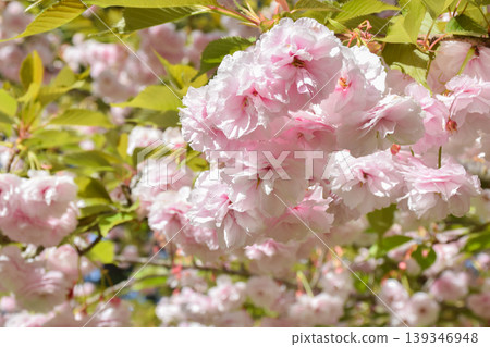 Close-up view of pink cherry blossoms blooming on tree branches, surrounded by vibrant green leaves, illuminated by bright sunlight, creating a colorful and lively garden, park scene Close-up view of pink cherry blossoms blooming on tree branches, surrounded by vibrant green leaves, illuminated by bright sunlight, creating a colorful and lively garden, park scene 139346948