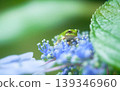 A cute Japanese tree frog looking directly at the camera on a hydrangea. 139346960