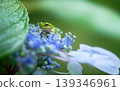 A cute Japanese tree frog looking directly at the camera on a hydrangea. 139346961